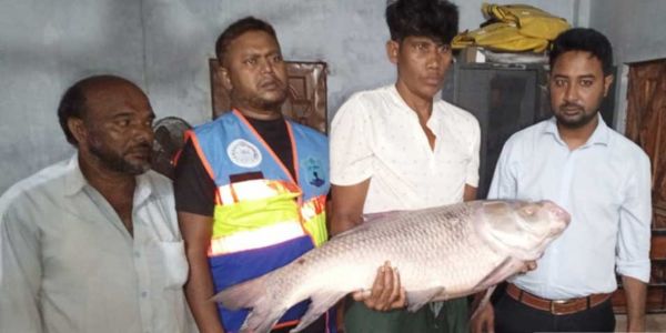 হালদা থেকে মৃত কাতলা মাছ উদ্ধার